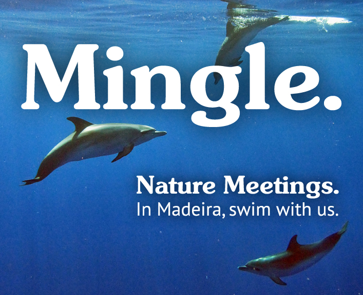 Swimming with Dolphins in Madeira