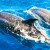 Whale Watching and Dolphin Watching in Madeira