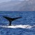 Whale Watching in Madeira